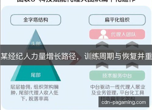 某经纪人力量增长路径，训练周期与恢复并重